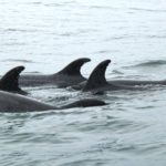 isabel-retamales-dGg0HnQZW0k-unsplash