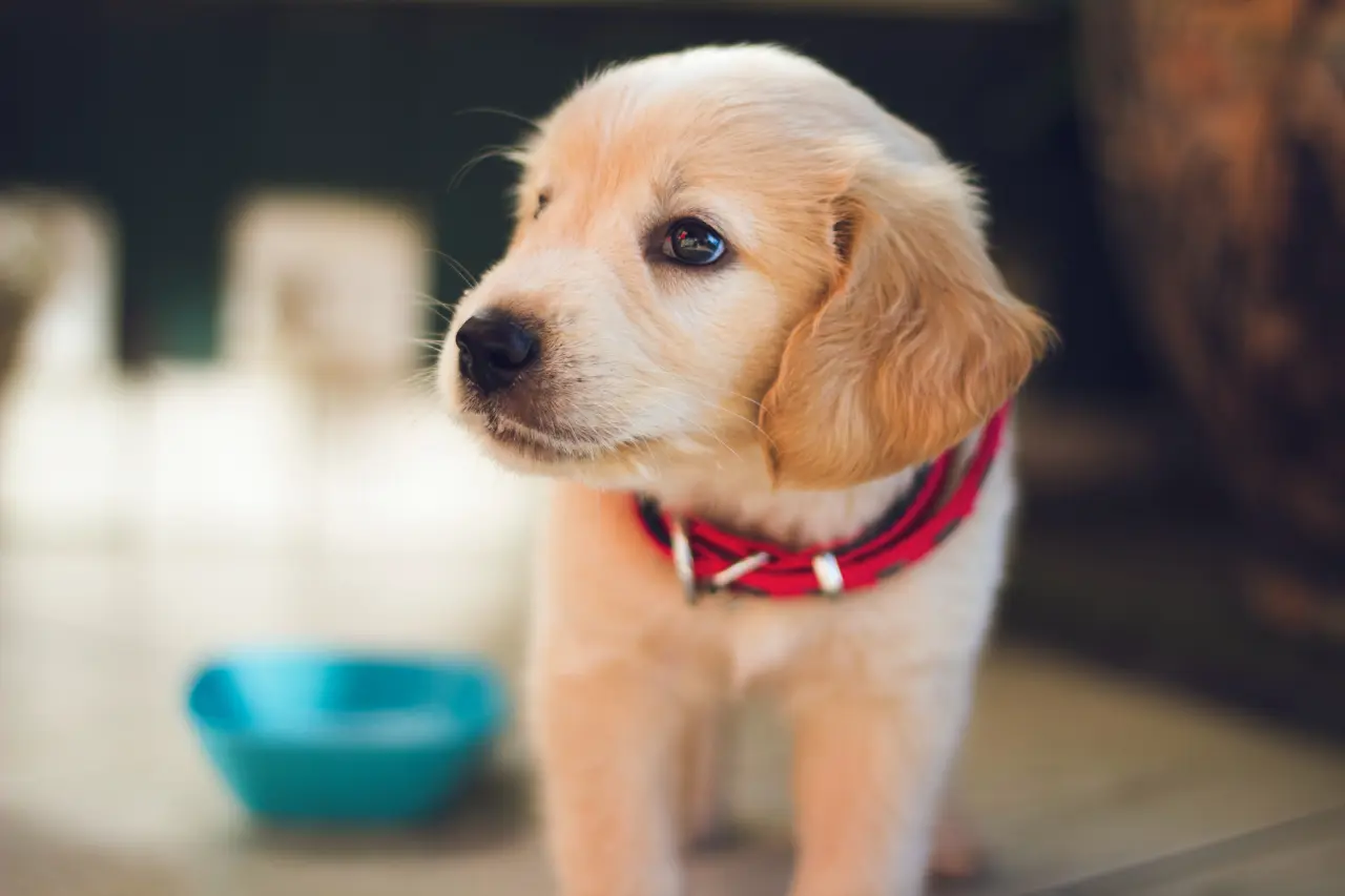 Día mundial del perro: cómo regalonear a los peludos en su día | La Serena  Online
