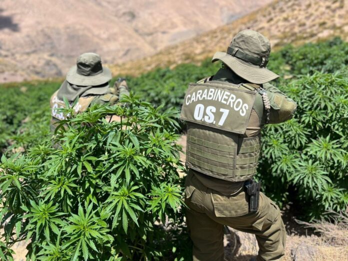 carabineros cannabis
